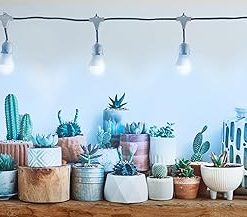 Miracle LED Greenhouse in a Box Designer Line Indoor Grow Kit – Includes 4 Absolute Daylight Blue Spectrum 100W Replacement Grow Bulbs, 1 4-Socket Braided Plug-in Fixture with Timer 2