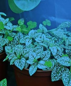 Miracle LED Plant Survival Indoor Grow Light Kit – 2 Absolute Daylight + Blue Spectrum 150W Replacement Grow Light Bulbs & 1 2-Socket Corded Fixture with SproutMatic Timer (4-Pack) 2 Miracle LED Plant Survival Indoor Grow Light Kit – 2 Absolute Daylight + Blue Spectrum 150W Replacement Grow Light Bulbs & 1 2-Socket Corded Fixture with SproutMatic Timer (4-Pack) 2