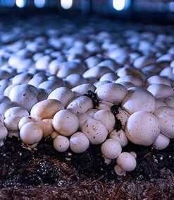 Miracle LED Shroom Grow Indoor LED Grow Bulbs for Oyster, Shiitake, Lions Mane Mushrooms ect. with Ultra Grow Blue Spectrum Replace 150W LED Grow Bulbs (36-Pack) 2