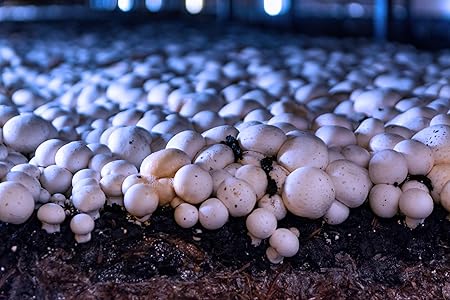 Miracle LED Shroom Grow Indoor LED Grow Bulbs for Oyster, Shiitake, Lions Mane Mushrooms ect. with Ultra Grow Blue Spectrum Replace 150W LED Grow Bulbs (4-Pack) 2 Miracle LED Shroom Grow Indoor LED Grow Bulbs for Oyster, Shiitake, Lions Mane Mushrooms ect. with Ultra Grow Blue Spectrum Replace 150W LED Grow Bulbs (4-Pack) - Image 2