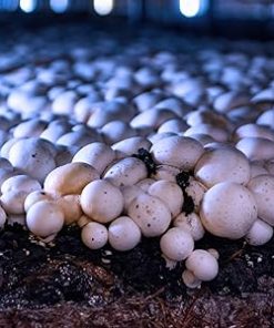 Miracle LED Shroom Grow Indoor LED Grow Bulbs for Oyster, Shiitake, Lions Mane Mushrooms ect. with Ultra Grow Blue Spectrum Replace 150W LED Grow Bulbs (18-Pack) 2