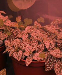 Miracle LED Plant Survival Indoor Grow Light Kit – 2 Absolute Daylight + Red Spectrum 150W Replacement Grow Light Bulbs & 1 2-Socket Corded Fixture with SproutMatic Timer (6-Pack) 2