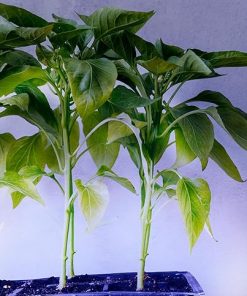 Miracle LED Smokephonics Under The Canopy Indoor Grow Light Kit – Double Plant Yield – Blue Spectrum 150W Replacement Grow Bulbs & 4-Socket Corded Fixture with SproutMatic Timer 2