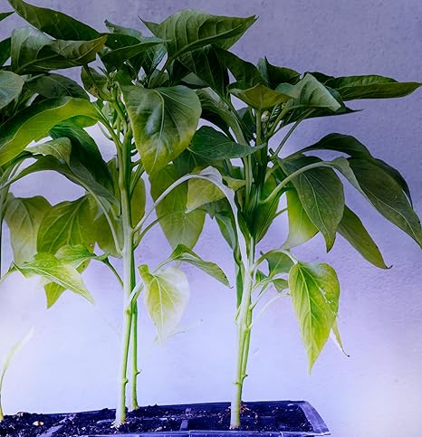 Miracle LED Smokephonics Under The Canopy Indoor Grow Light Kit – Double Plant Yield – Blue Spectrum 150W Replacement Grow Bulbs & 4-Socket Corded Fixture with SproutMatic Timer 2 Miracle LED Smokephonics Under The Canopy Indoor Grow Light Kit - Double Plant Yield - Blue Spectrum 150W Replacement Grow Bulbs & 4-Socket Corded Fixture with SproutMatic Timer - Image 2