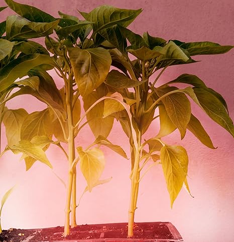 Miracle LED Under The Canopy Indoor Grow Light Kit – Double Plant Yield – Ultra Grow Red Spectrum 150W Replacement Grow Bulbs & 1-Socket Corded Fixture with SproutMatic Timer (2-Pack) 2 Miracle LED Under The Canopy Indoor Grow Light Kit - Double Plant Yield - Ultra Grow Red Spectrum 150W Replacement Grow Bulbs & 1-Socket Corded Fixture with SproutMatic Timer (2-Pack) - Image 2