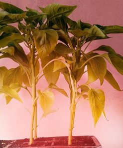 Miracle LED Under The Canopy Indoor Grow Light Kit – Double Plant Yield – Ultra Grow Red Spectrum 150W Replacement Grow Bulbs & 2-Socket Corded Fixture with SproutMatic Timer (4-Pack) 2