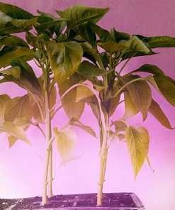 Miracle LED Smokephonics Under The Canopy Indoor Grow Light Kit – Double Plant Yield – Red & Blue Spectrum 150W Replacement Grow Bulbs & 2-Socket Corded Fixture with SproutMatic Timer (2-Pack) 2