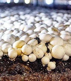 Miracle LED Shroom Grow Indoor LED Grow Bulbs for Oyster, Shiitake, Lions Mane Mushrooms ect. with Absolute Daylight Full Spectrum Replace 100W LED Grow Bulbs (24-Pack) 2