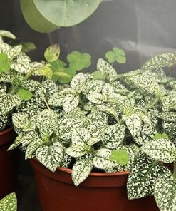 Miracle LED Craft Lighting Blooming Lotus Daybreak Full Spectrum LED Grow Light Bulb Replacing 150W (18-Pack) 2