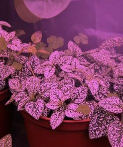 Miracle LED Nanometer 450-660 Indoor Grow Light Kit – Includes 3 Ultra Grow Red & Blue Spectrum 150W Replacement Grow Light Bulbs & 1 3-Socket Corded Fixture with SproutMatic Timer (8-Pack) 2